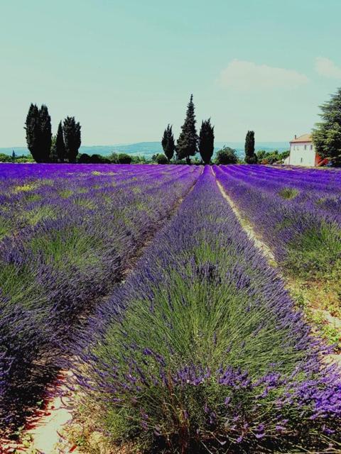 Le Mas De La Glycine Roussillon en Isere Eksteriør billede